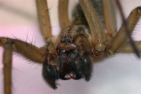 Hobo Spider Tegenaria Agrestis Arachnipedia Wiki
