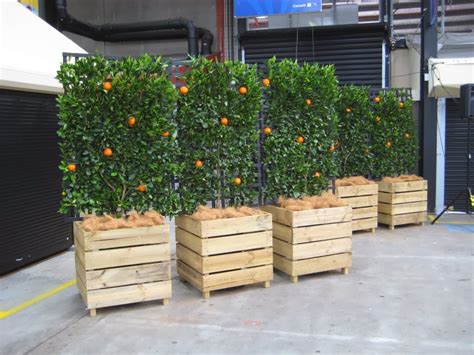 Small fruit trees for pots. Pragmatic Sustainability: Backyard Inspiration