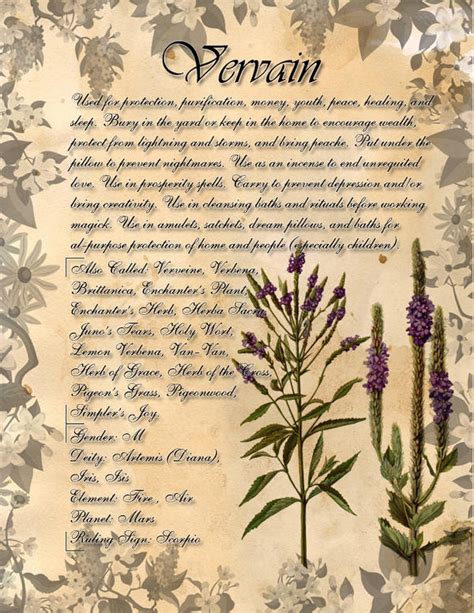 Book Of Shadows Herb Grimoire Vervain By Conigma On Deviantart
