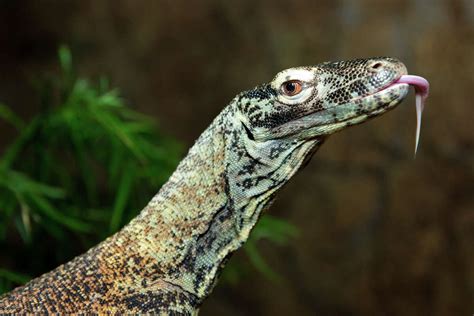 Houston Zoos Newest Komodo Dragon Makes His Debut