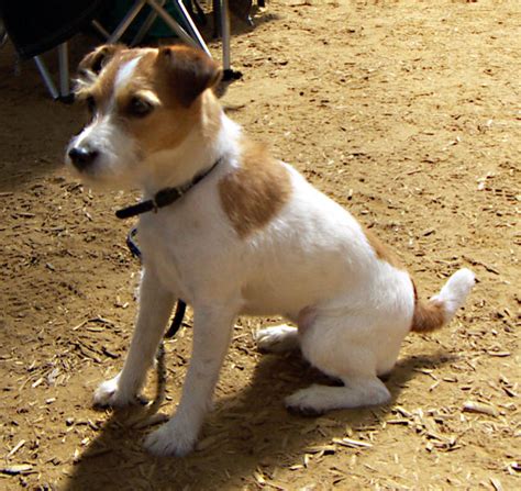 While jack russell terriers are with proper training jack russell terrier puppies can become great companions that will be very. Puppy Gallery Pictures