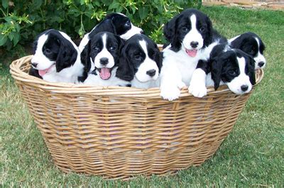 Great savings free delivery / collection on many items. Springer Spaniel Puppies