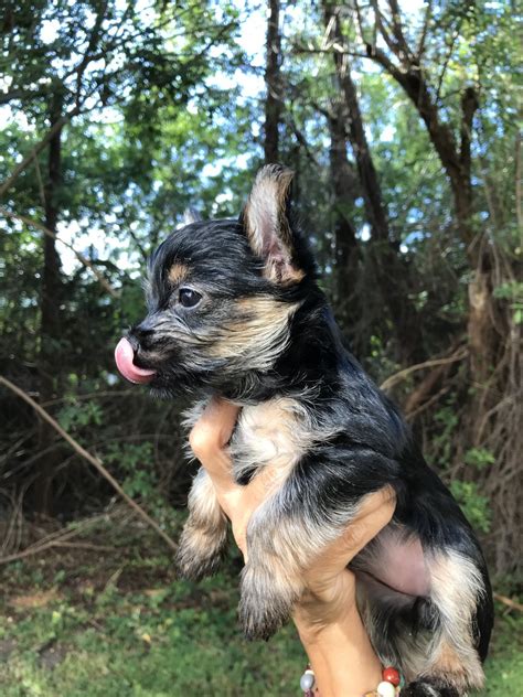 Morkies are adorable, fun, playful and feisty little fluffballs, they love playtime as much as cuddle time, they thrive on attention and they very much enjoy being spoiled. Morkie Puppies For Sale | St. Petersburg, FL #342359