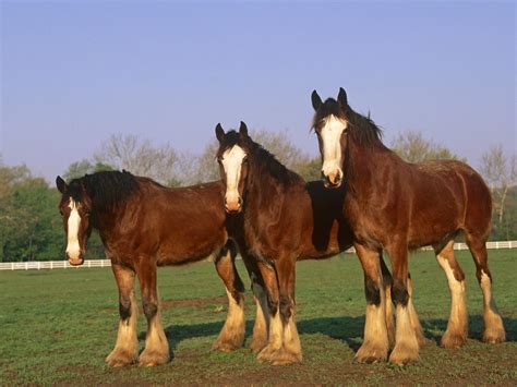 Clydesdale Horses Wallpaper Wallpapersafari