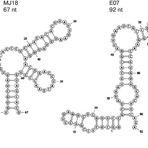Predicted Secondary Structures Of Rna Aptamers Against Egfr Obtained By