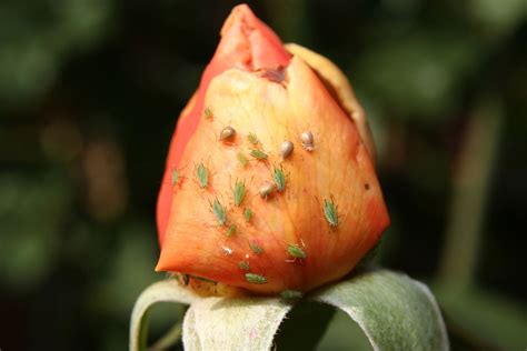 Aphids On Rose Bushes How To Get Rid Of Aphids On Roses