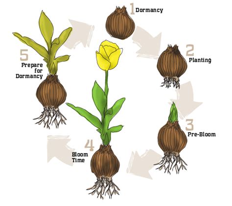 Getting Started Bulb Basics Bulb Life Cycle Hardiness Planting