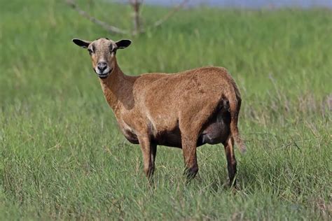 Barbados Blackbelly Sheep Breed Information History And Facts