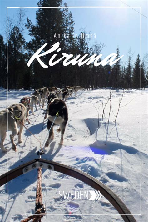 Kiruna Dog Sledding Anika In Umeå