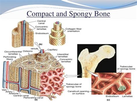 Labeled Spongy Bone Anatomy