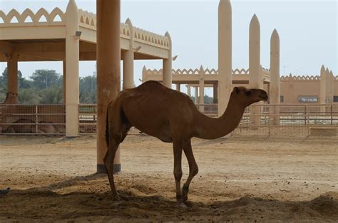 Bahrain Fort And Camel Farm Hashbrownmybahrainexperience