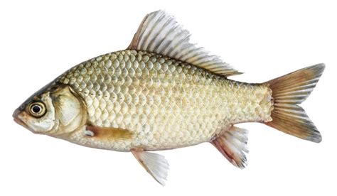 Isolated Crucian Carp A Kind Of Fish From The Side Stock Photo