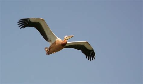 Djoudj P Licans Oiseaux Oiseaux Animaux Parc National Du