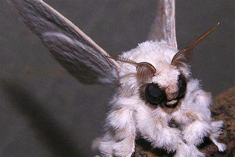 20 Creepiest And Scariest Looking Animals In The World Daily News