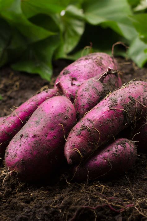 How To Grow Sweet Potato Slips And Grow Sweet Potatoes With Ease