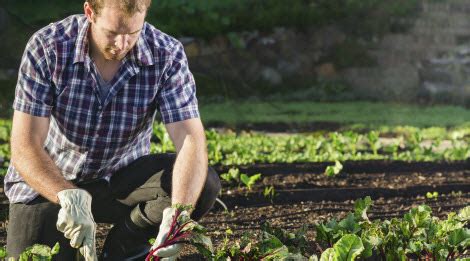 See more ideas about garden and yard, outdoor gardens, veggie garden. Six tips to keep yard work safe
