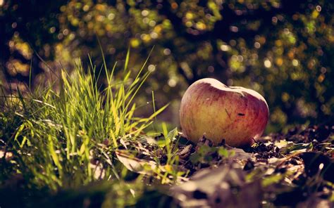 2560x1600 Photography Macro Leaves Apples Grass Bokeh Depth Of Field