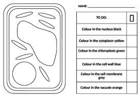 Animal cells ks3 year 7. Year 7 KS3 Plant and Animal Cells including SEN | Teaching ...