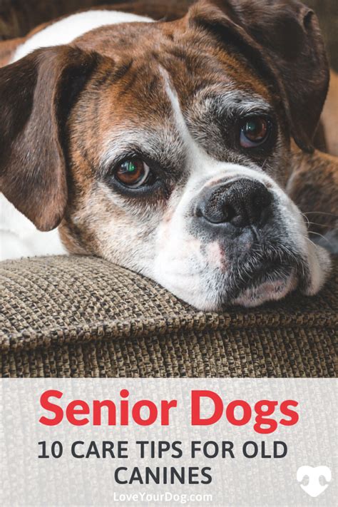 Senior Dogs How To Care For Old Canines 10 Important Tips Senior