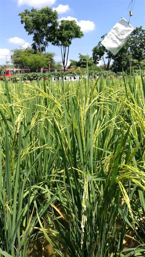 Maeps has the lowest google. 10 Tempat Menarik Di Dalam Maeps Agro Tourism Park Yang ...