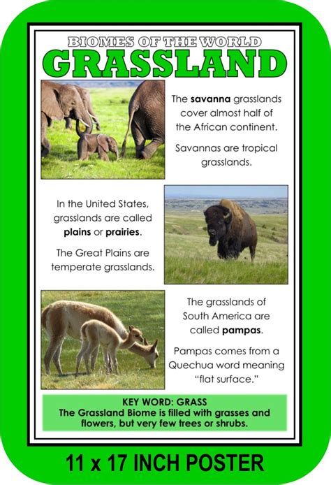 Biomes And Ecosystems Poster Set Biomes Grassland Biome Ecosystems