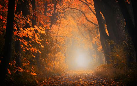 Download Wallpaper 3840x2400 Autumn Fog Forest Foliage