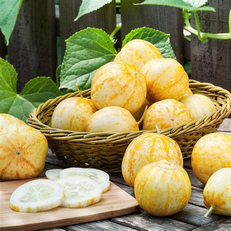 Your Guide To Growing And Harvesting Lemon Cucumbers In 2020 Lemon