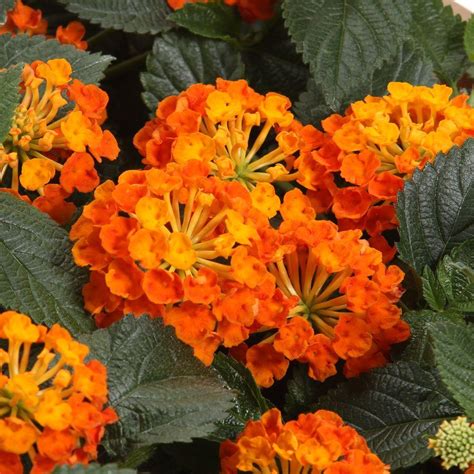 Proven Winners Luscious Marmalade Lantana Live Plant Orange Flowers