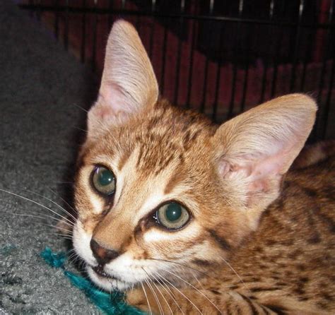 This little guy has the sweetest personality and gorgeous coat. f2 savannah Ocelot Caracal and Serval Kittens for sale FOR ...