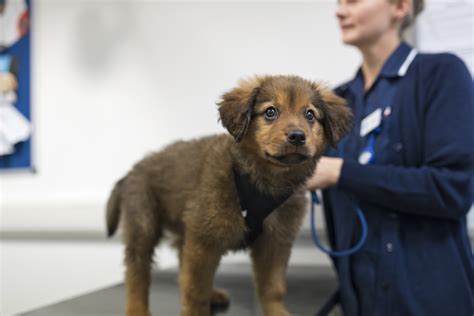 Here is your complete guide on puppy vaccination chart including lab puppy shot schedule + first shots cost! How Much Do Puppy Shots Cost - PetsWall