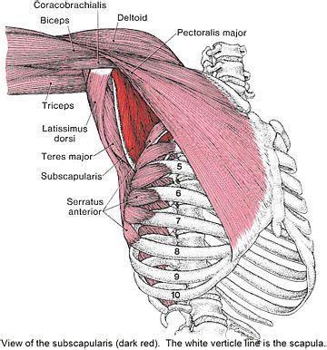 Antero Lateral View Of Chest Wall And Shoulder Muscles Medical