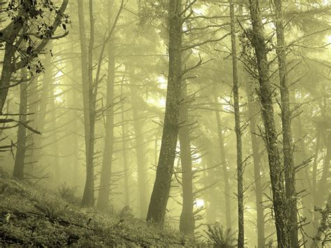 Morning Forest Fog Photograph By Lisa Beth Mckinney Photography Fine