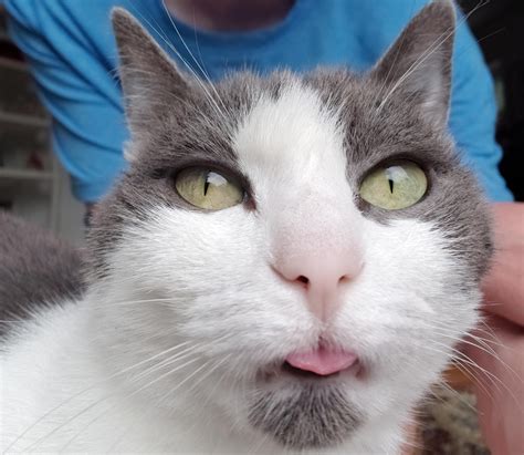 Close Up Blep Funny Animal Pictures Grey And White Cat Animal