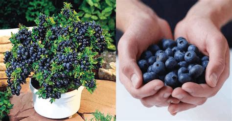 The Top Health Benefits Of Blueberries And How To Grow Unlimited