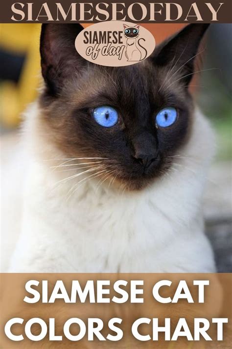 Identification Siamese Color Chart