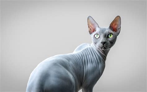Download Wallpapers Sphynx 4k Gray Cat Cute Animals Cats Gray