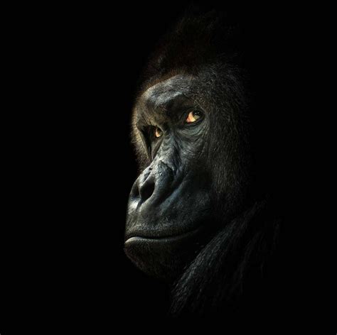 Portrait Dun Gorille Du Zoo De Prague — 20minutesfr Primates Zoo