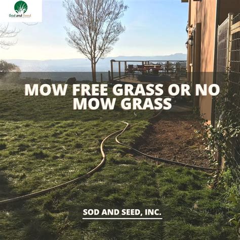 Mow Free No Mow Grass Free Delivery Ratings And Pricing Sod And