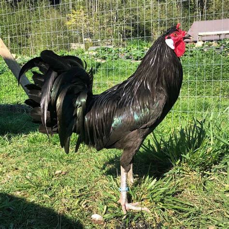 Top 5 French Chicken Breeds and Raising Tips (with Pictures) | Chicken