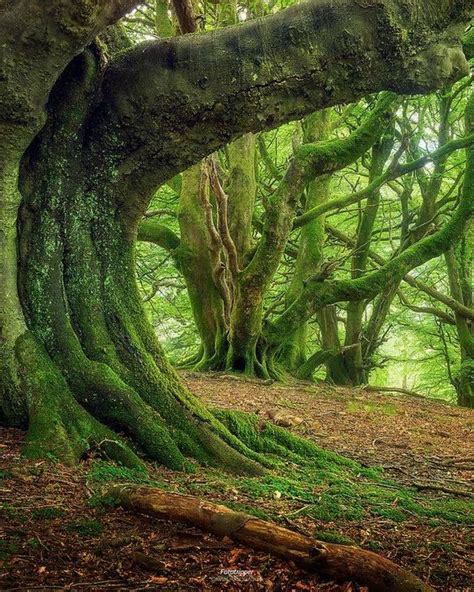 600 Best Beautiful Old Trees Images On Pinterest Forests Old Trees