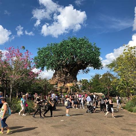 A Beautiful Day For Photos Of The Tree Of Life At Disneys Animal