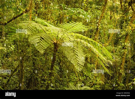 Lush Green Vegetation Tree Hi Res Stock Photography And Images Alamy