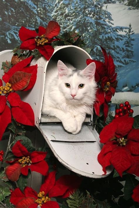 26 Delightful Holiday Cats In Unexpected Places Christmas Cats Cat
