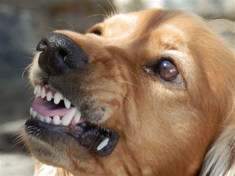 Canine Aggression And Predation Canine Whispers