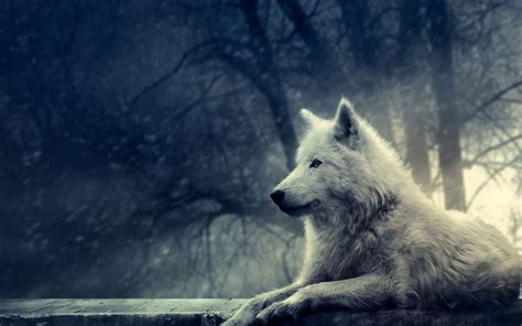 Красивые картинки волки (40 фото) • Прикольные картинки и юмор