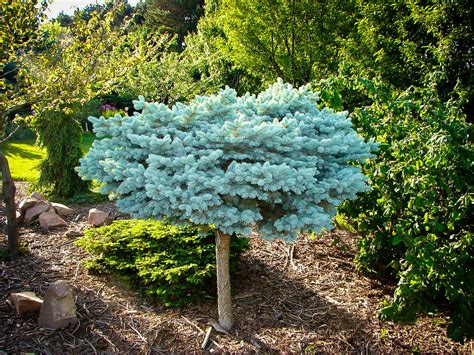 Globe Blue Spruce Tree For Sale Online The Tree Center