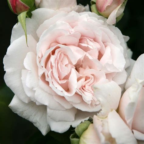 First Crush Shop Treloar Roses Premium Roses For Australian Gardens