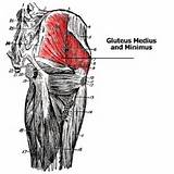 Gluteus Medius Muscle Exercises Images