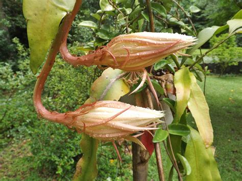 This plant prefers a bright shady location and well draining soil. MARIETTE'S BACK TO BASICS: {Our Cereus Oxypetalum Night ...