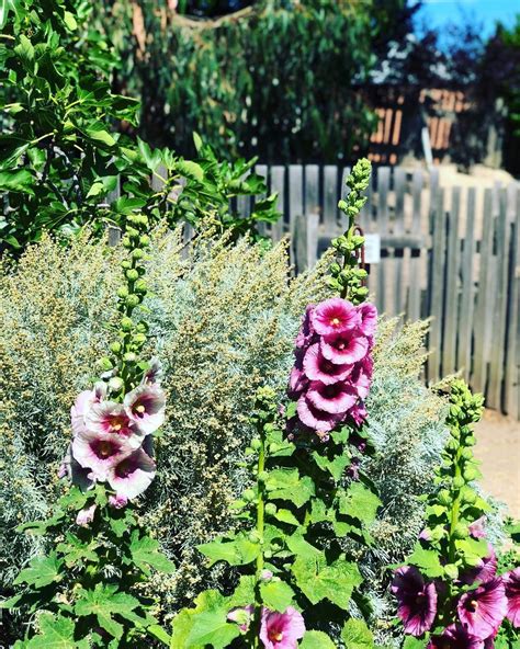 A Creative Space In The Making On Instagram “hollyhocks Sovereignhill